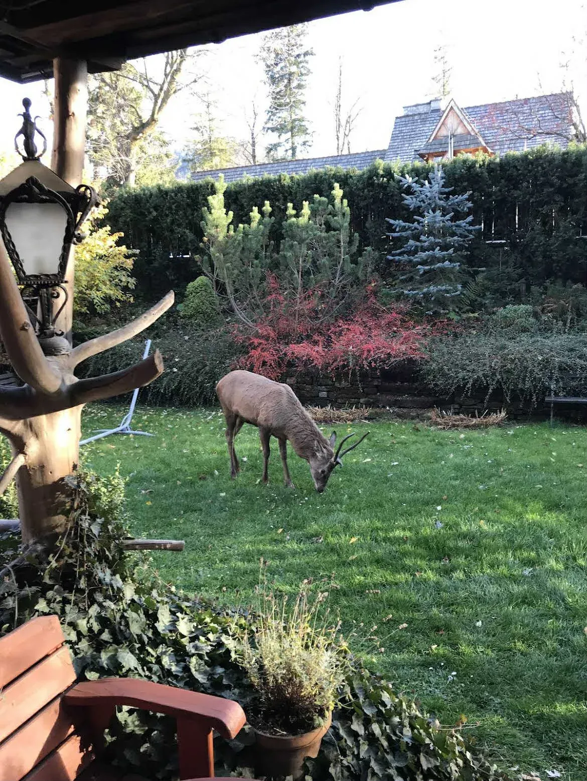 Deer in the garden