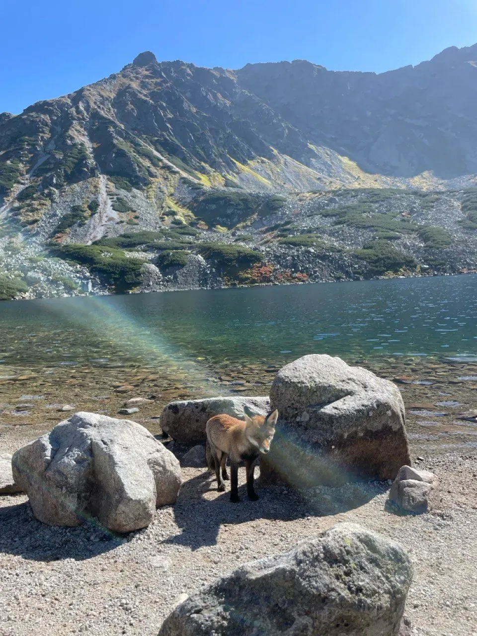 Fox by a mountain lake