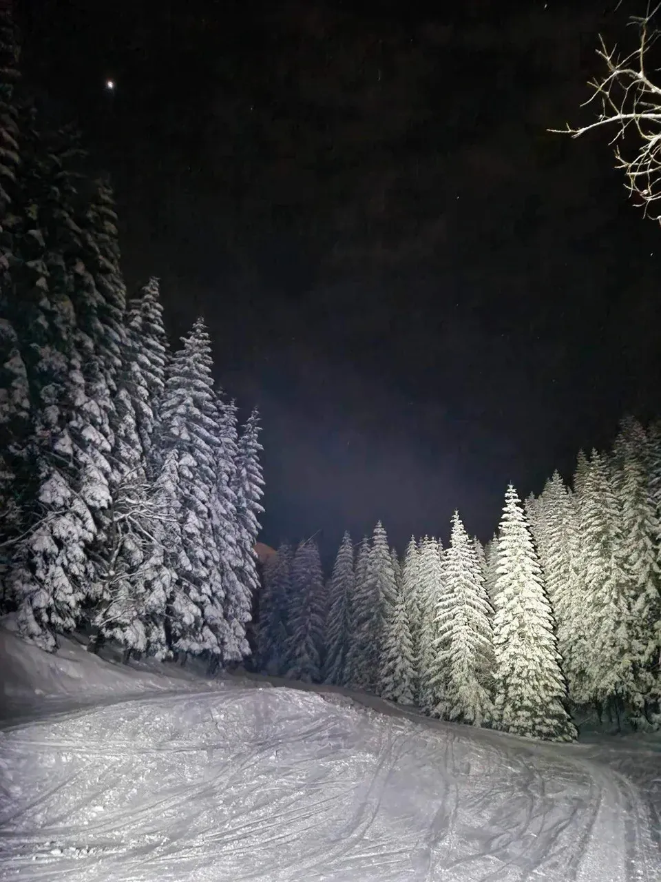 Snowy trail at night