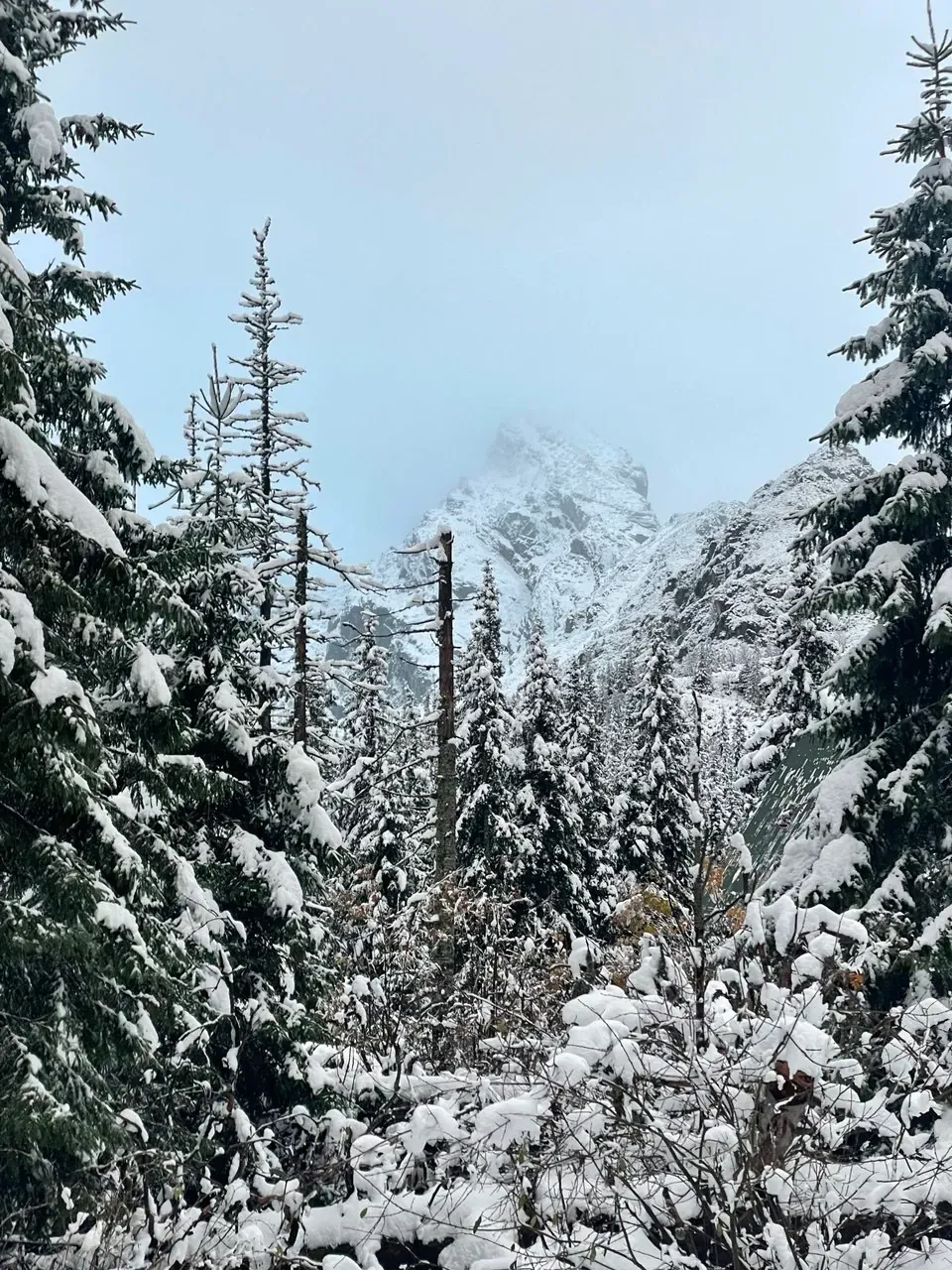 Snow covered Tatra forest