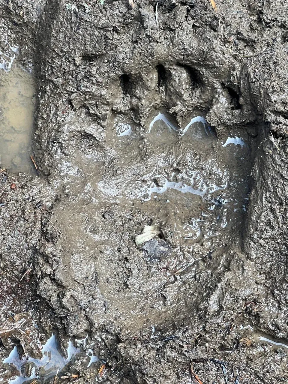 Bear track in the snow